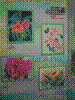 flower show2004 137.jpg